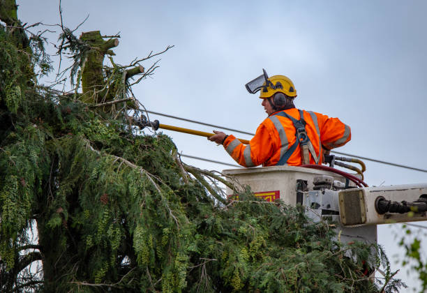 Best Storm Damage Tree Cleanup  in Garner, NC